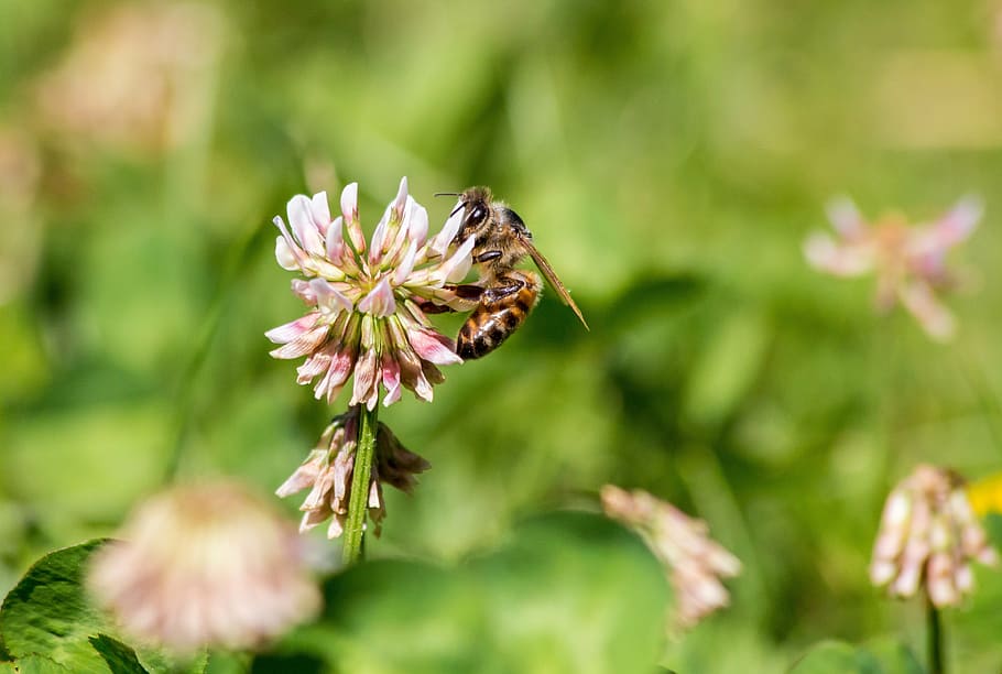 bee, spring, insect, nectar, pollen, flower, nature, blossom HD wallpaper