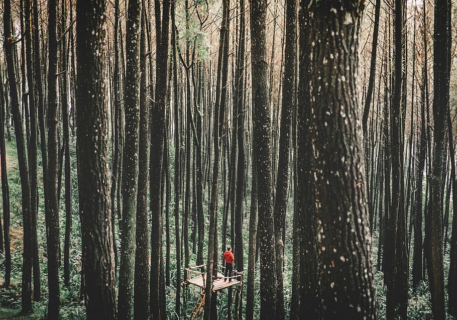 man standing on a tree stand surrounded by forest trees, man in red top standing on tree deck on forest at daytime HD wallpaper