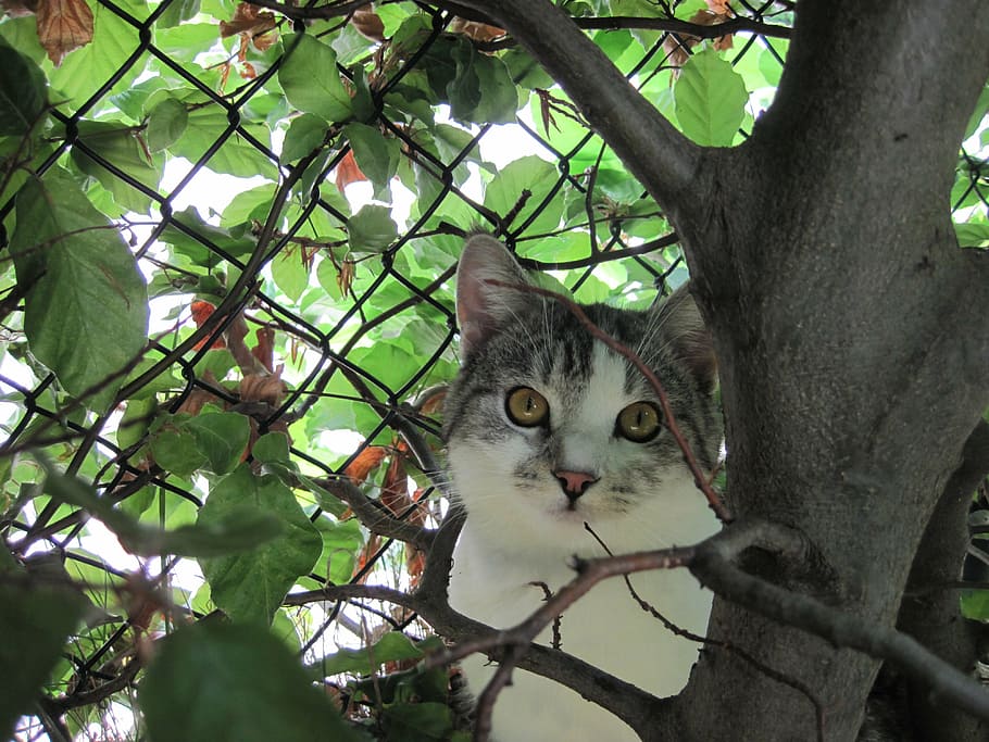 cat, curious, adidas, attention, domestic cat, outdoor, hidden HD wallpaper