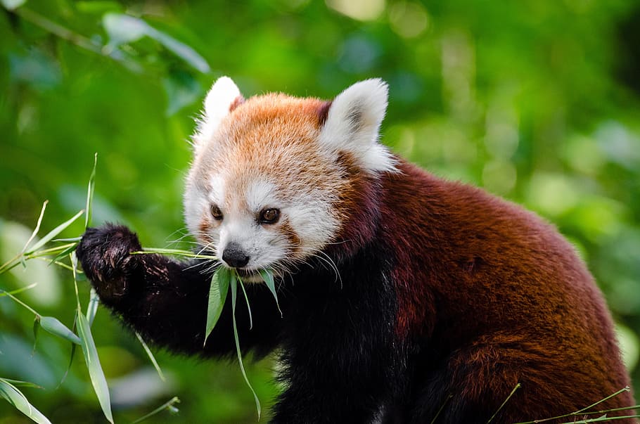 red panda eating bamboo, lesser panda, red bear-cat, red cat-bear, HD wallpaper