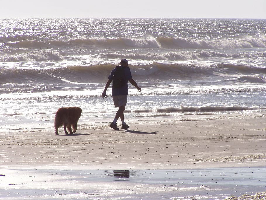 surf, ocean, beach, man, coast, leisure, sand, dog walking HD wallpaper