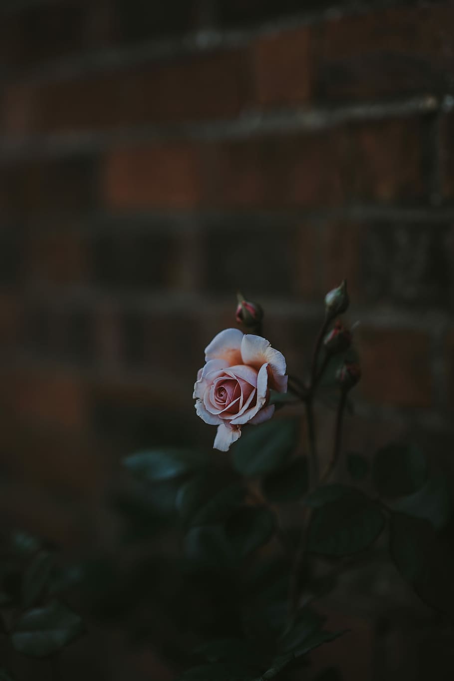 pink rose closeup photography, closeup photo of white rose flower HD wallpaper