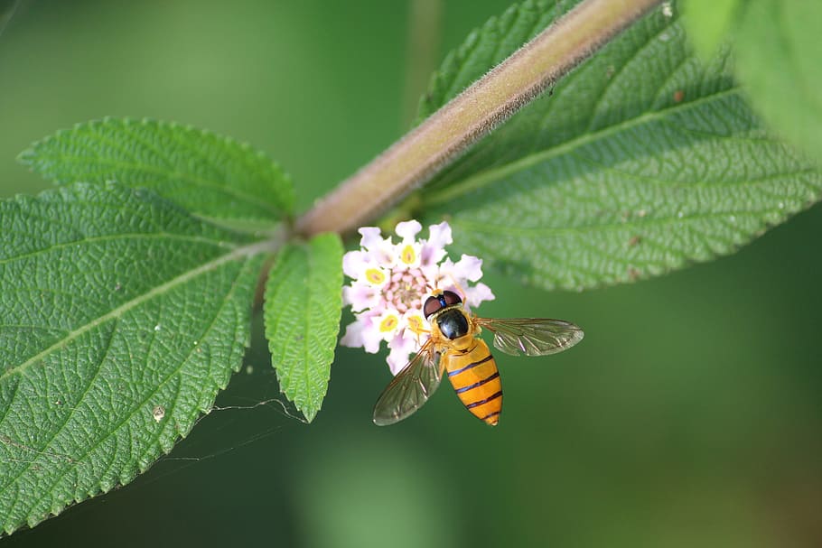 wildlife, green, bee, leaf, plant part, flower, beauty in nature HD wallpaper