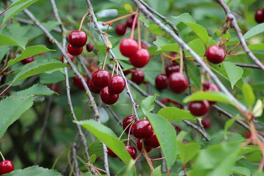 cherry, fruit, red, fruits, branch, garden, ripe, sweet cherry HD wallpaper