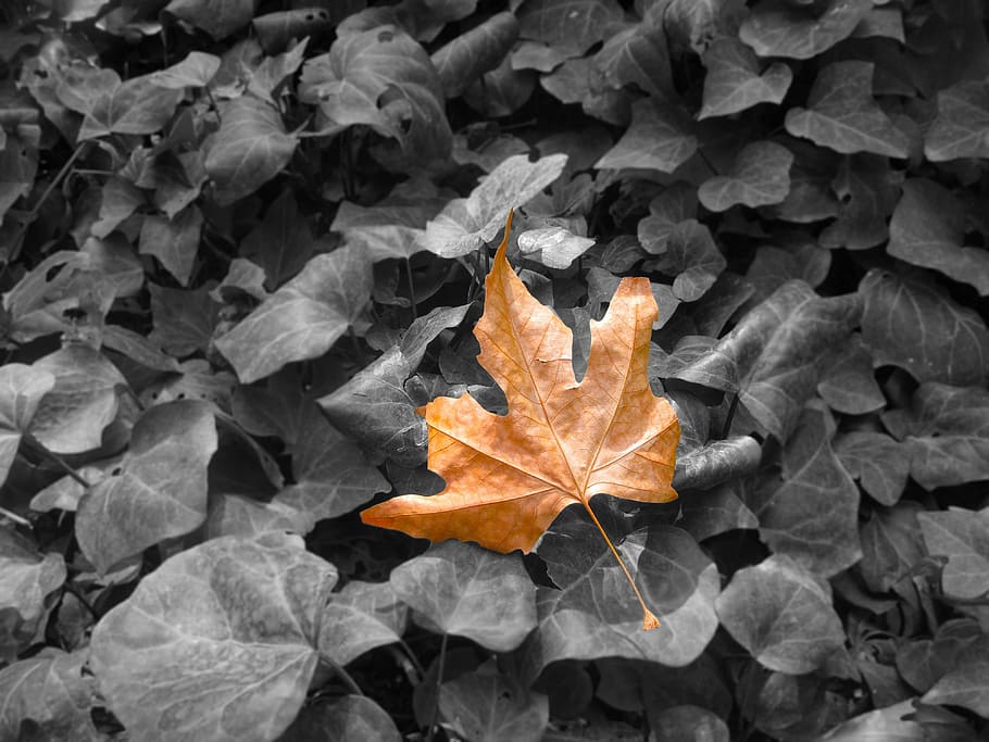 autumn, leaf, fall, nature, season, autumn leaves, plant, change HD wallpaper