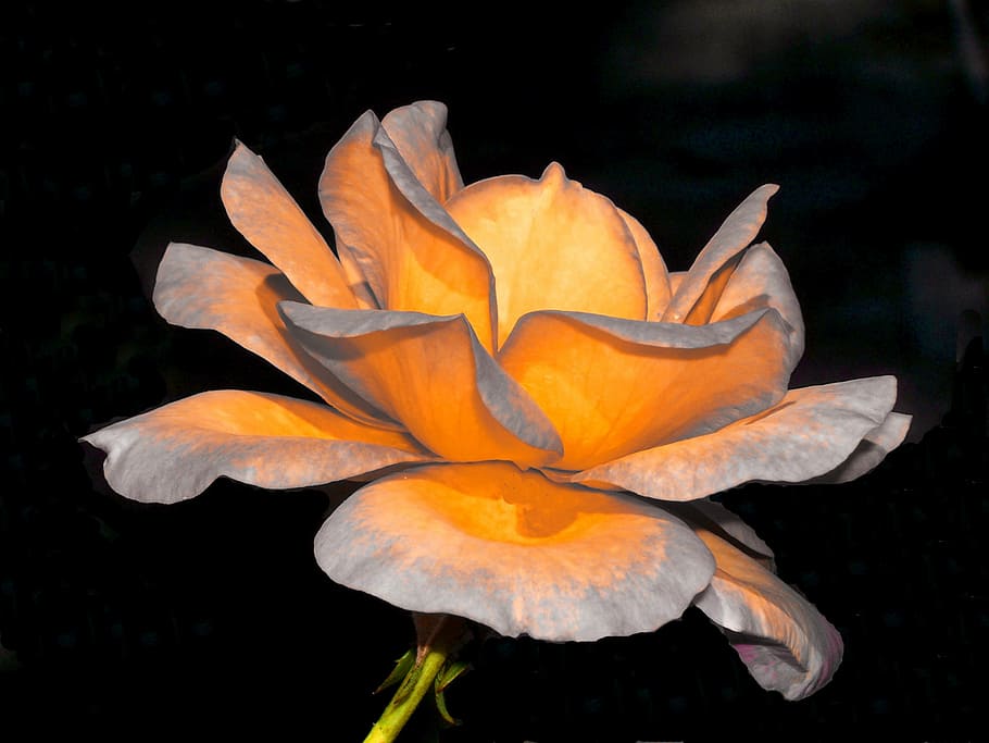 flower, nature, rose, flowering plant, petal, close-up, orange color HD wallpaper