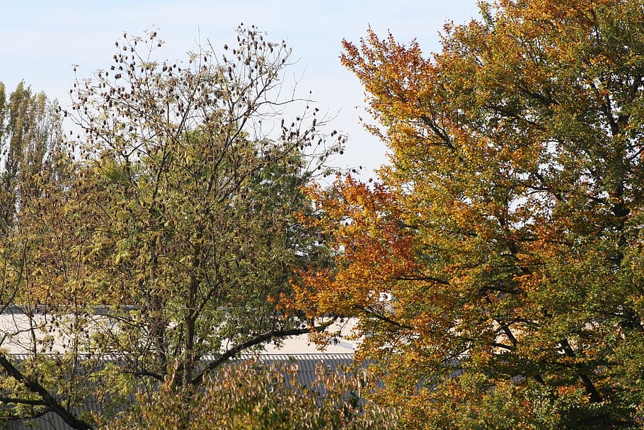 Tree, Autumn, Sky, Yellow, nature, leaf, outdoors, season, fall HD wallpaper