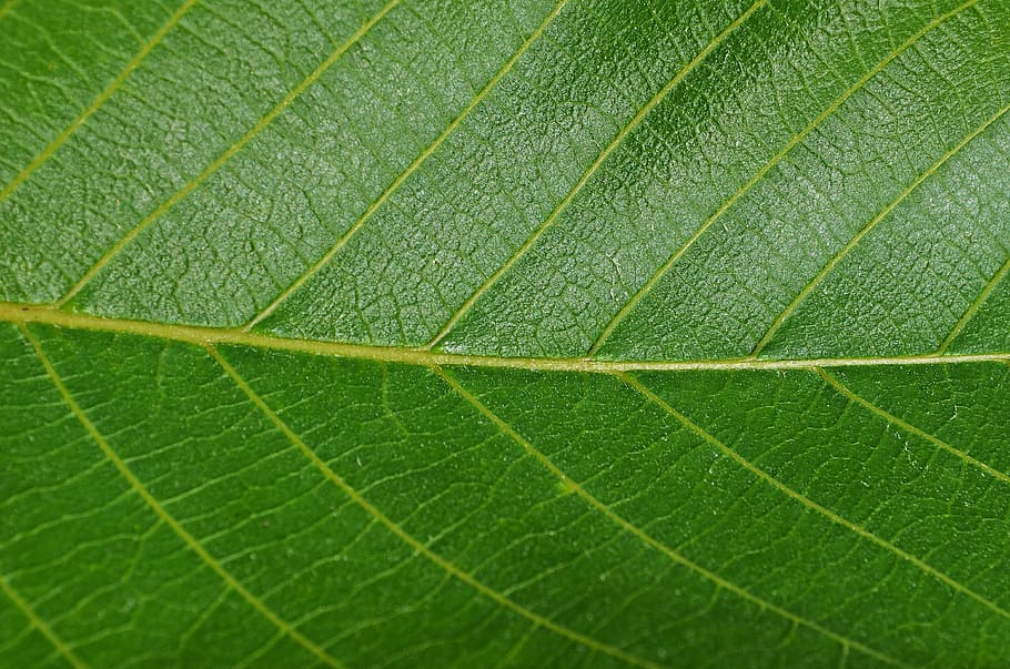 closeup photo of green leaf, walnut, foliage, vegetation, nature HD wallpaper
