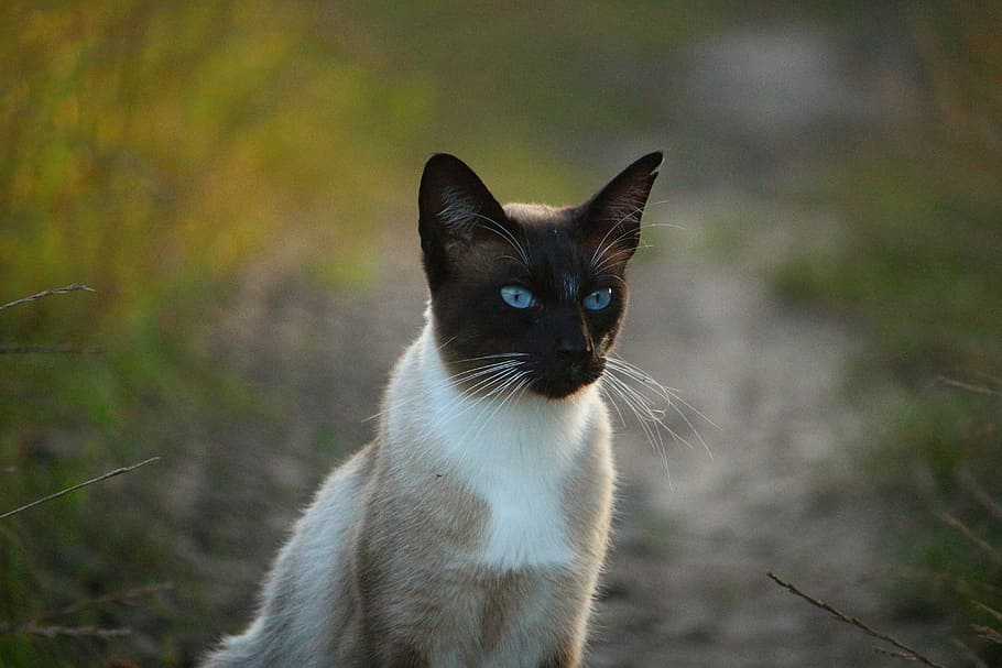 selective focus photo of short-haired white and tan cat on ground HD wallpaper