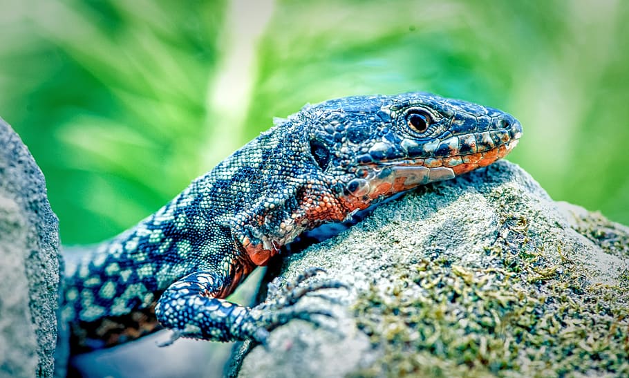 teal and black lizard on gray stone, nature, reptile, cold blooded animals, HD wallpaper
