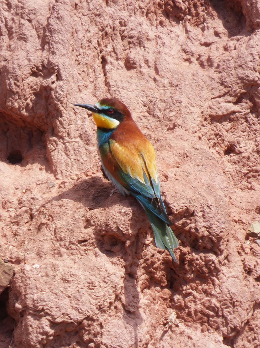 bee-eater, bird, colors, mud wall, abellerol, merops apiaster, HD wallpaper