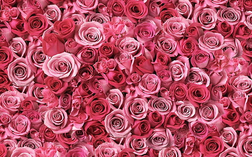 close up photo of pink roses in bloom, red, rosa, full frame HD wallpaper