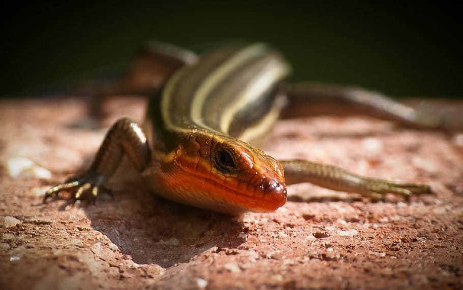 Five Lined Skink, Reptile, Lizard, wildlife, nature, close up HD wallpaper