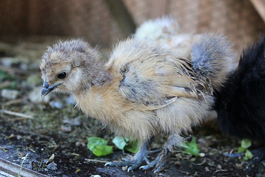 chicken, agriculture, fluff, chicks, animal themes, bird, young animal HD wallpaper