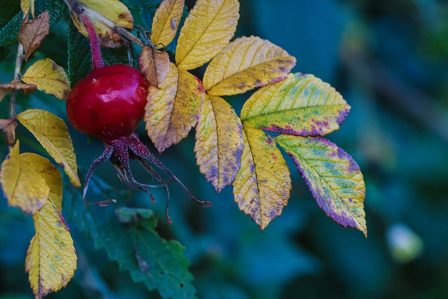 herb, autumn, nature, fall, leaf, plant part, close-up, growth HD wallpaper