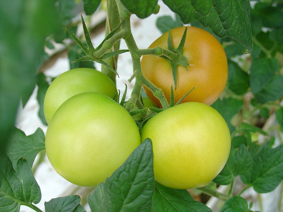tomatoes, finland, vegetables, green, yellow, food, snack, grow HD wallpaper