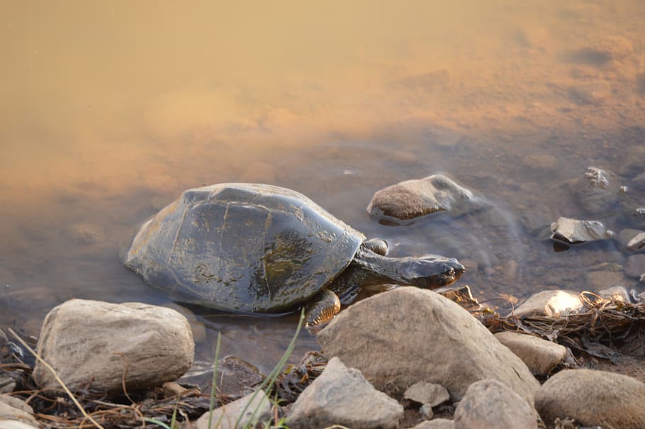 Stone turtle 1080P, 2K, 4K, 5K HD wallpapers free download | Wallpaper