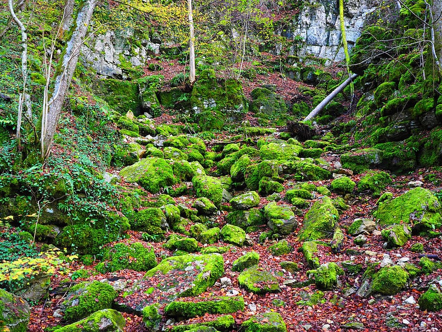 slope, waldhang, stones, bemoost, elsachbröller, cave, plant HD wallpaper