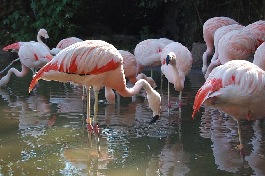 flemish, zoo, animals, group of animals, animal themes, water HD wallpaper