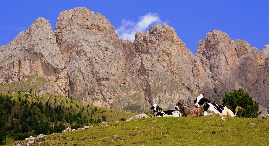 cow, pasture, rest, dolomites, mountain, prato, animals, bovino, HD wallpaper