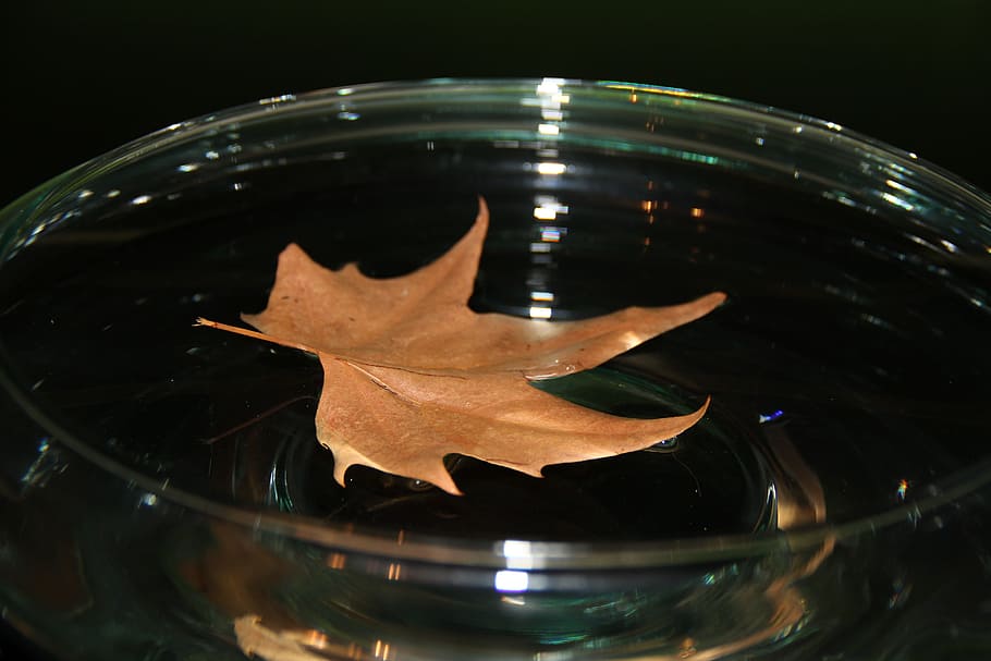 Shell, Shells, Leaf, herbsblatt, sheet in the water, fall leaves HD wallpaper
