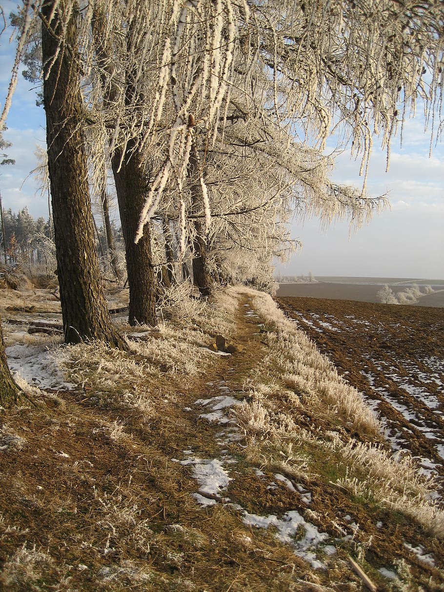 forest, winter, ice, cold, nature, wintry, lighting, winter forest HD wallpaper