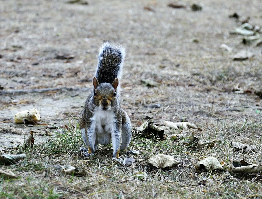 squirrel, grey, animal, cute, fur, park, furry, outdoors, mammal HD wallpaper