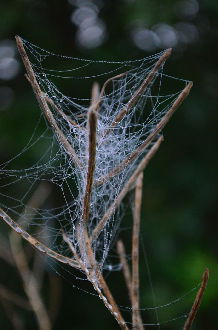 cobweb, network, case, nature, spider web, close-up, focus on foreground HD wallpaper