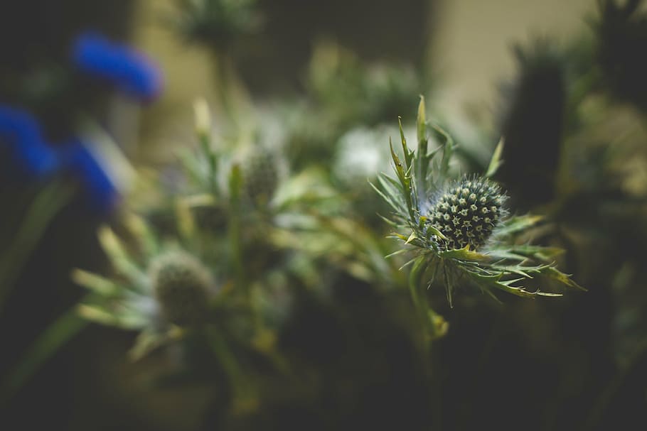 nature, plant, close up, blurry, natural, green, spring, summer HD wallpaper