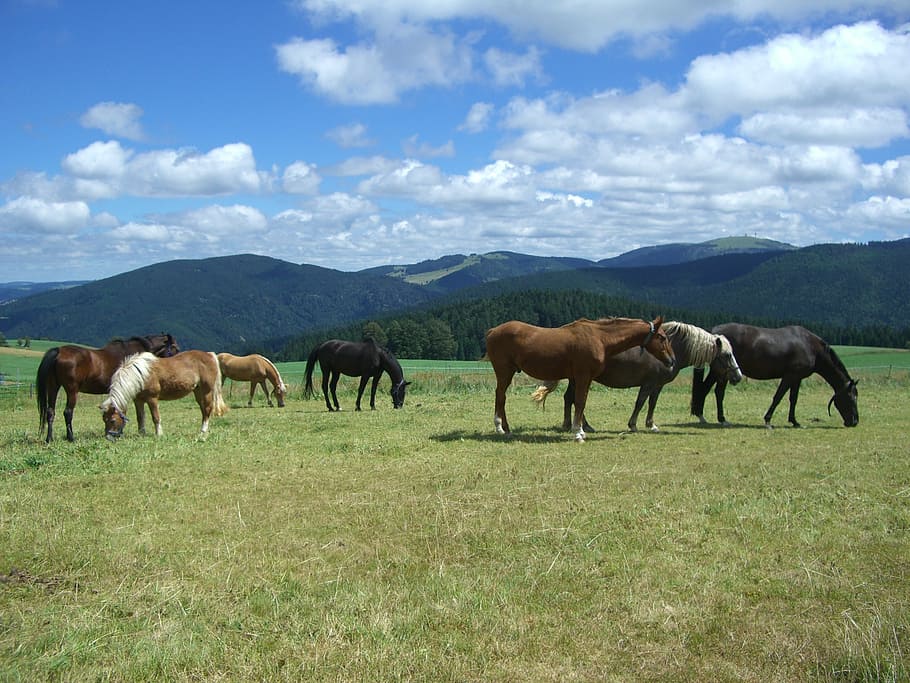 paddock, dump, feldberg, clouds, black forest, field, mammal HD wallpaper