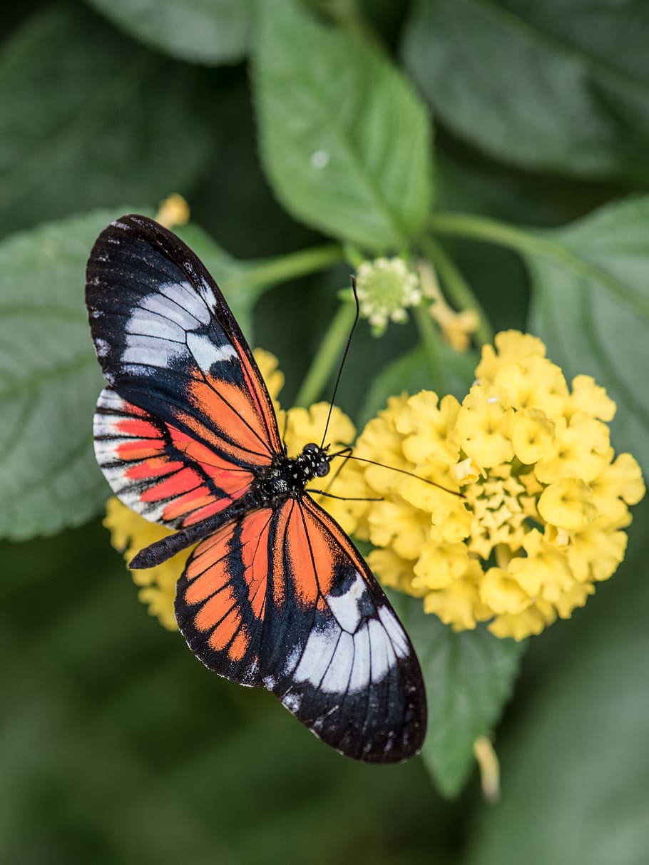 brown, black, and white butterfly perching on yellow cluster flower at daytime HD wallpaper