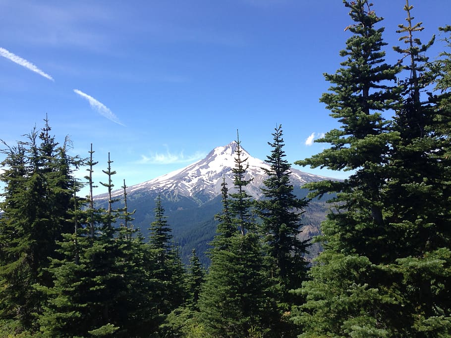 forest, trees, peak, snow, landscape, mountain, summer, northwest HD wallpaper