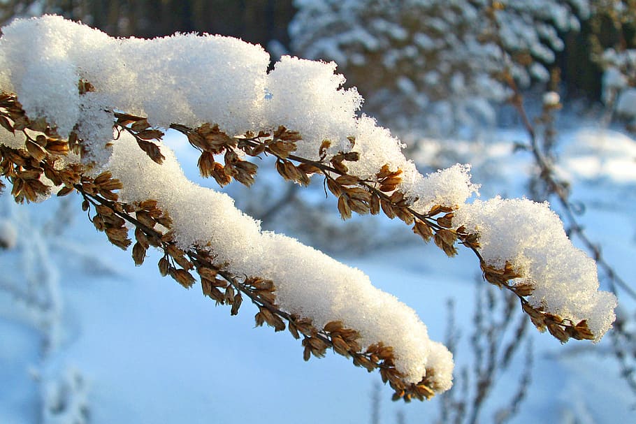 nature, winter, forest, snow, grass, plant, under the snow HD wallpaper