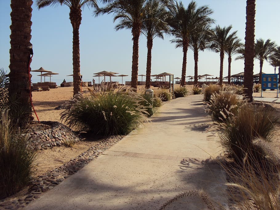 egypt, taba, desert, swimming pool, palm trees, holiday, beach HD wallpaper