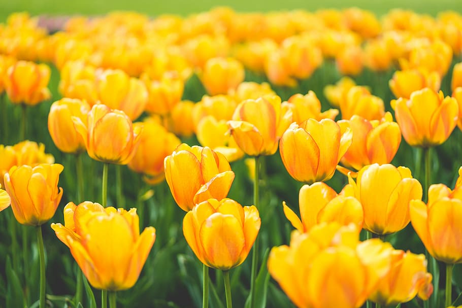 Meadow of Blooming Yellow Tulips, blooms, colorful, farm, fields, HD wallpaper