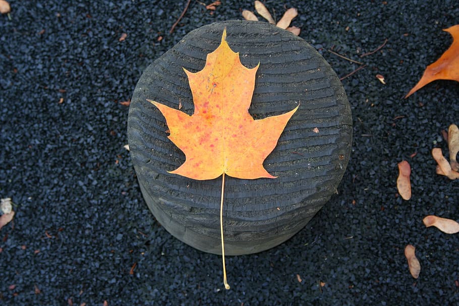fall, outdoors, nature, leaf, plant part, autumn, orange color HD wallpaper