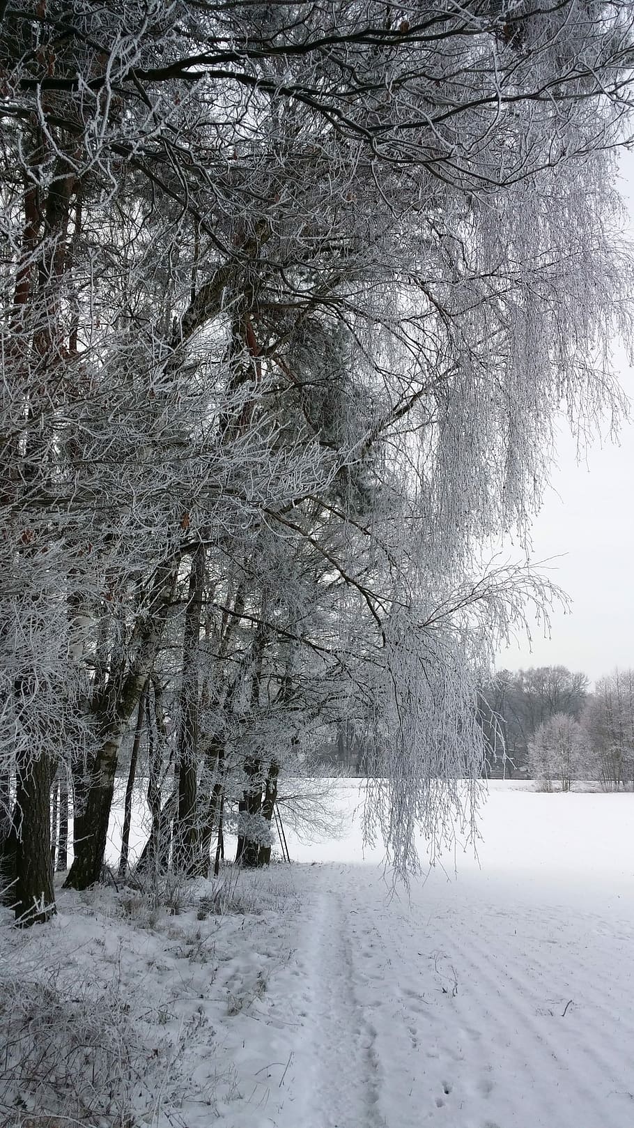Wintry, Landscape, Winter, Ice, Trees, snowy, cold temperature HD wallpaper