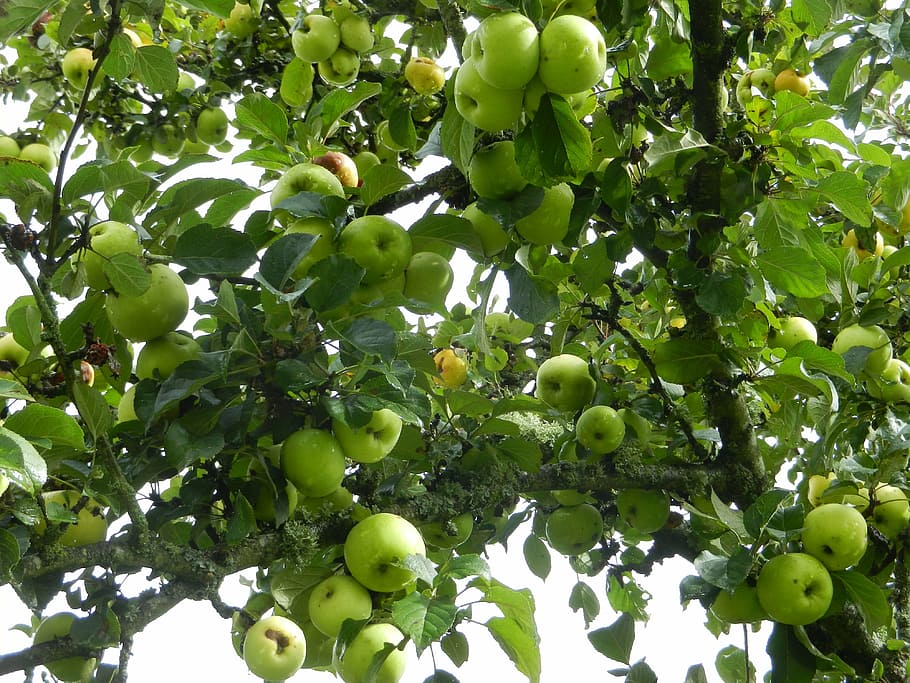 apples, fruit, tree, green, food, agriculture, nature, ripe HD wallpaper