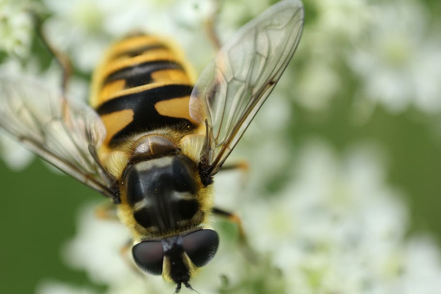 yellow and black bee selective focus photogrpahy, insect, nature HD wallpaper