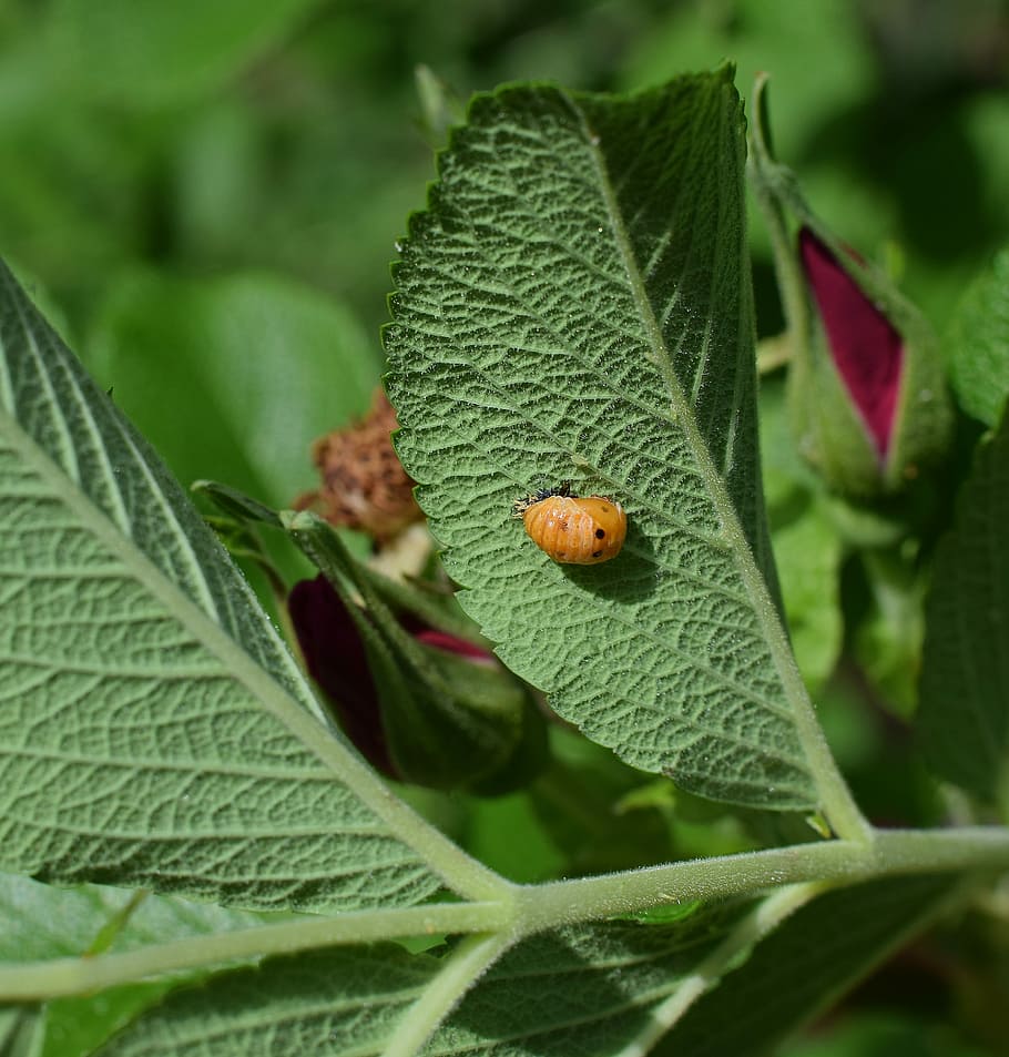 ladybug pupa, leaf underside, close-up, insect, beneficial HD wallpaper