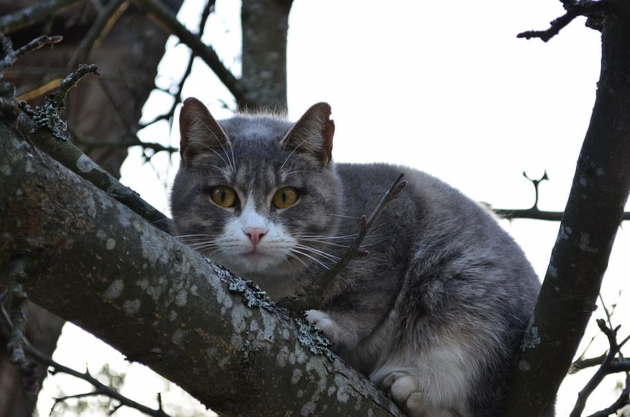 cat, cat on a tree, branch, eyes, fluffy cat, snout, view, views HD wallpaper