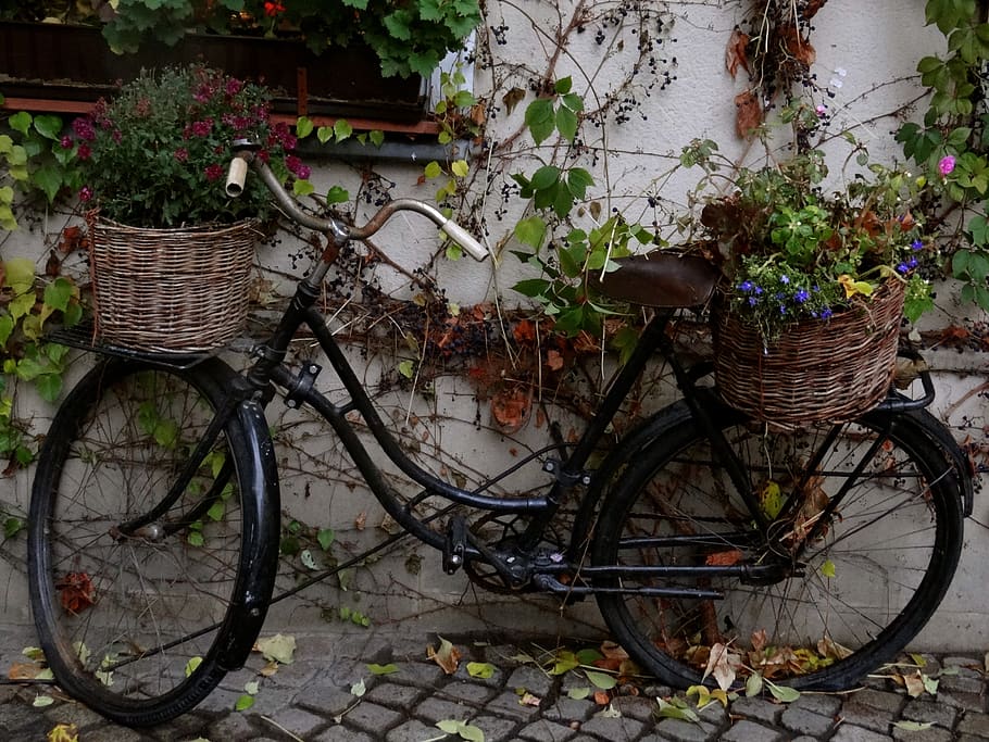 bike, spring, retro, basket, plant, transportation, bicycle HD wallpaper