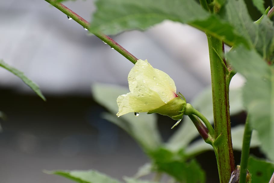flower, nature, dewdrop, spring, floral, plant, natural, garden HD wallpaper