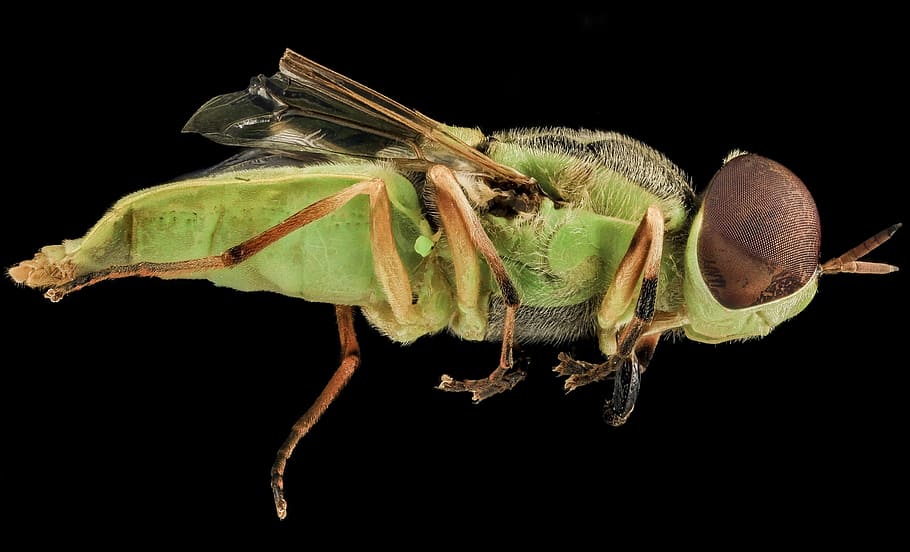 green and brown fly on black surface, soldier fly, macro, insect HD wallpaper