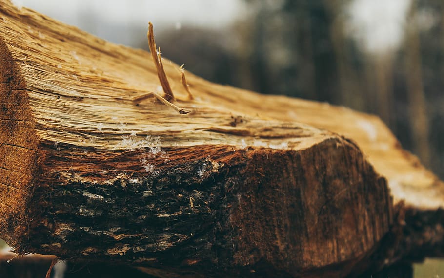shallow focus photo of brown wood log, macro photography of chopped log HD wallpaper