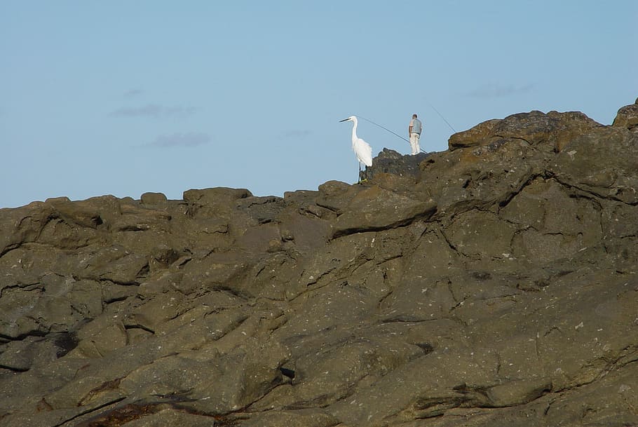 fishers, bird, rocks, animal, animal themes, rock - object HD wallpaper