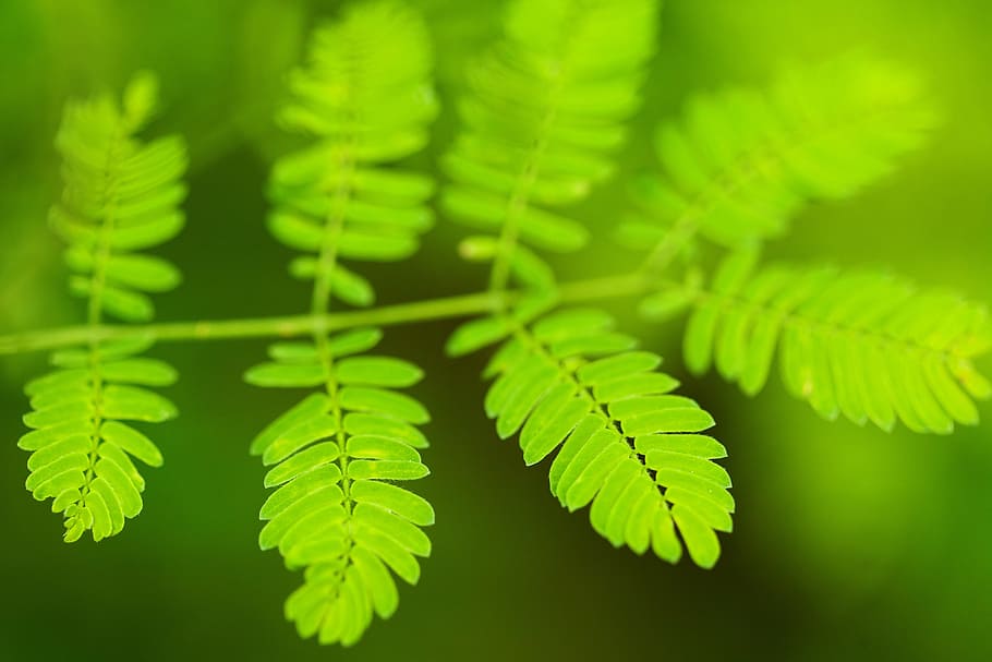 background, botany, bright, close-up, detail, eco, ecology HD wallpaper