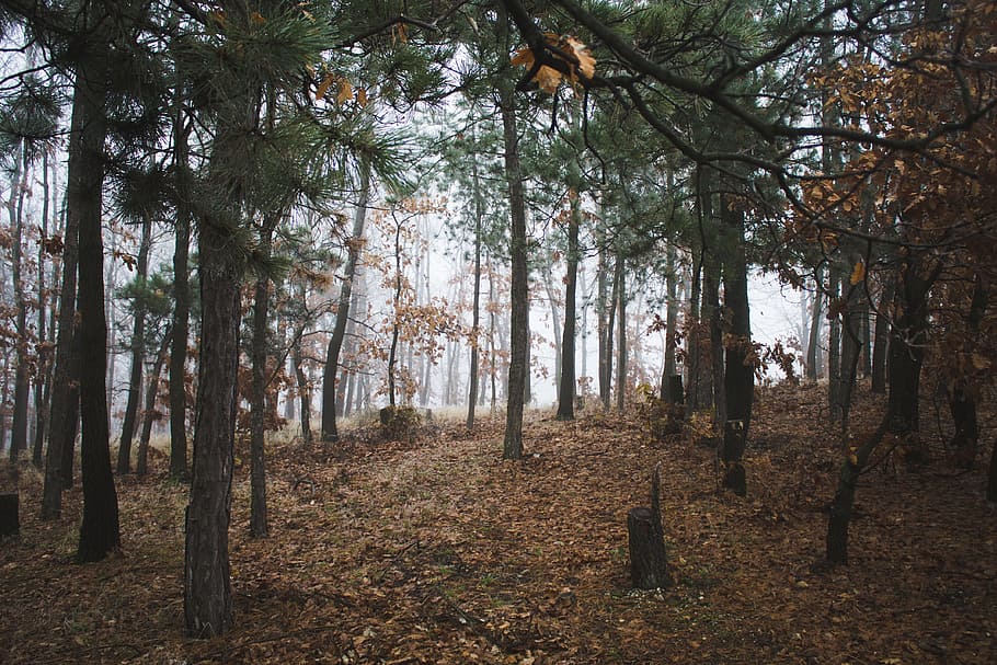 nature, forests, trees, leaves, fallen, trunks, branches, autumn HD wallpaper