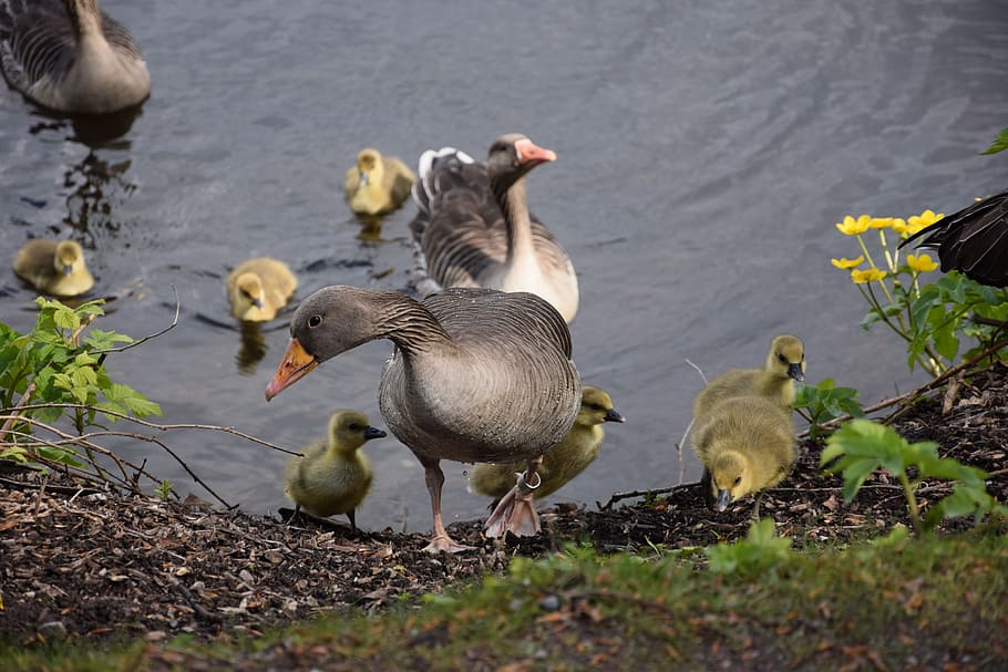Chicks, Geese, Bird, Goose, Animal, wild goose, greylag goose HD wallpaper