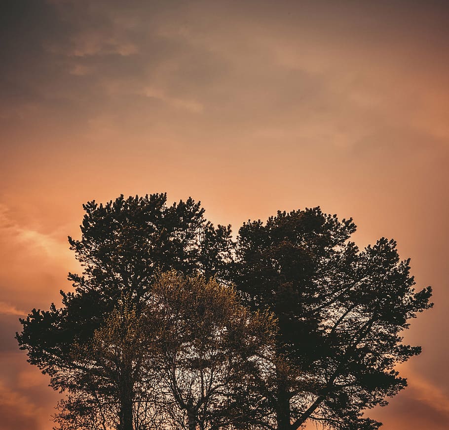cloudy sky above tree, photo, low, angle, green, leaf, trees HD wallpaper